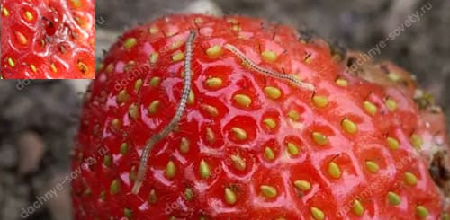 Кто ест клубнику на грядке: 8 вредителей, портящих наши ягоды